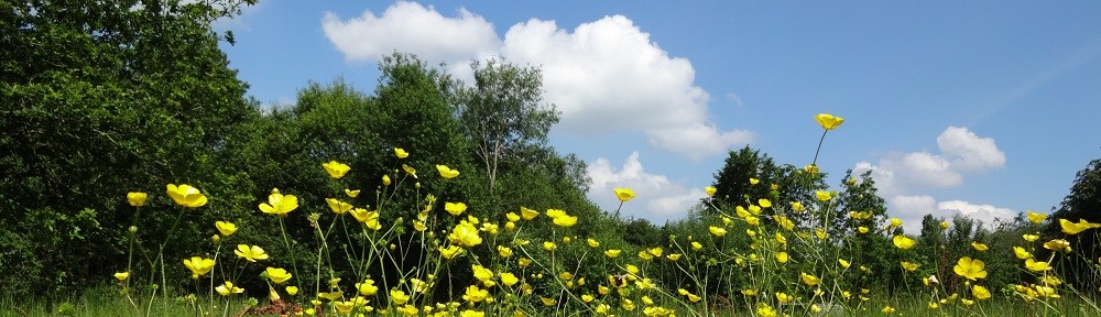 buttercups in the meadow