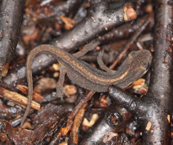 Smooth newt hibernating in the woodland