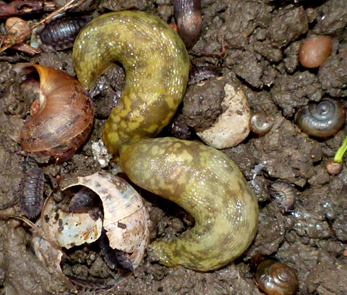 Irish yellow slugs love the dark damp habitat under the logs