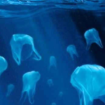 Plastic bags or jelly fish? Concern grows about the level of plastic pollution in our oceans.
